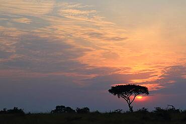 Sunrise behind umbrella acacia, savannah, Queen Elisabeth National Park, Uganda, Africa