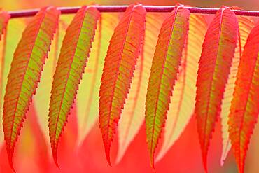 Staghorn sumac (Rhus typhina), staghorn sumac, coloured leaves, autumn colours, Germany, Europe