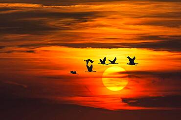 Photomontage, setting sun with flying cranes (Grus grus) in the evening sky, Bavaria, Germany, Europe