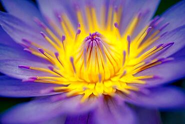 Flower, Blue Lotus (Nymphaea caerulea), Botanical Garden Berlin, Berlin, Germany, Europe