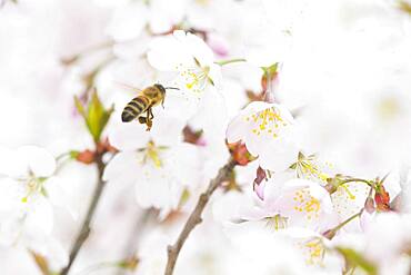 Honey bee (Apis mellifera) in flight in front of cherry blossoms (Prunus serrulata), Emsland, Lower Saxony, Germany, Europe