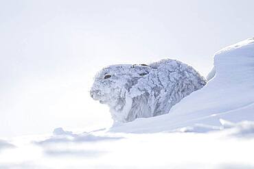 Mountain hare (Lepus timidus) adult in it's winter coat on a snow covered mountain, Finhorn valley, Scotland, United Kingdom, Europe