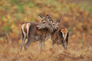 Red deer (Cervus elaphus) mother and juvenile fawn together on a hill, Leicestershire, England, United Kingdom, Europe