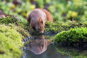 Eurasian red squirrel (Sciurus vulgaris) drinking at the water, Emsland, Lower Saxony, Germany, Europe