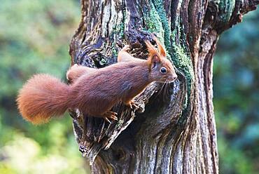 Eurasian red squirrel (Sciurus vulgaris) on a tree trunk, Emsland, Lower Saxony, Germany, Europe