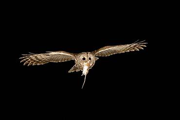 Tawny owl (Strix aluco) flies at night with a yellow-necked mouse (Apodemus flavicollis) in its beak to the nesting box, North Rhine-Westphalia, Germany, Europe