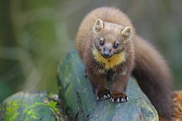 European pine marten (Martes martes) on a wood pile, Vechta, Lower Saxony, Germany, Europe