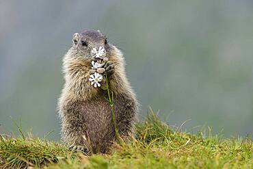 Young marmot (Marmota marmota) eating flower in the Alps, Hohe Tauern National Park, Austria, Europe