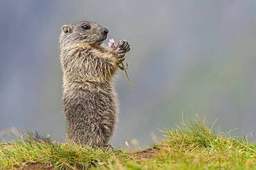 Young marmot (Marmota marmota) eating flower in the Alps, Hohe Tauern National Park, Austria, Europe