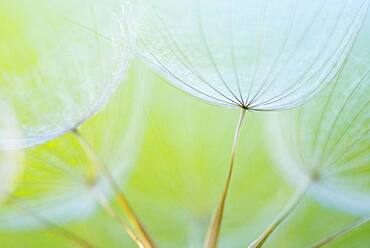 Filigree fruit stalks of a composite, filigree, abstract, graphic, Eichstaett, Bavaria, Germany, Europe