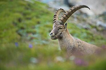 Alpine Ibex (Capra ibex), ibex, mountain, Alps, Hohe Tauern National Park, Austria, Europe