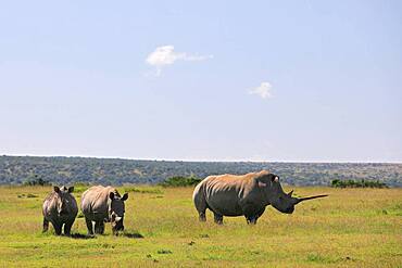 White rhinoceroses (Ceratotherium simum), group, Solio Ranch Wildlife Sanctuary, Kenya, Africa