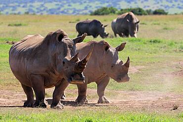 White rhinoceroses (Ceratotherium simum), group, Solio Ranch Wildlife Sanctuary, Kenya, Africa