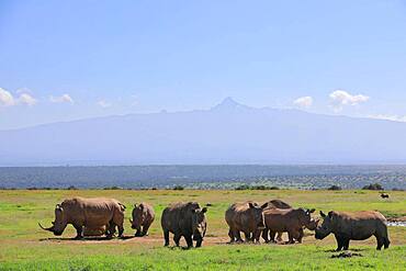 White rhinoceroses (Ceratotherium simum), herd in front of Mount Kenya, Solio Ranch Wildlife Sanctuary, Kenya, Africa