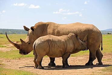 White rhinoceros (Ceratotherium simum), mother with young, Solio Ranch Wildlife Sanctuary, Kenya, Africa