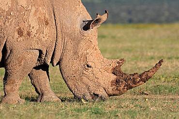 White rhinoceros (Ceratotherium simum), grazing, covered with mud, portrait, Solio Ranch Wildlife Sanctuary, Kenya, Africa