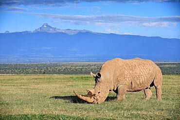 White rhinoceros (Ceratotherium simum), grazing in front of Mount Kenya, Solio Ranch Wildlife Sanctuary, Kenya, Africa