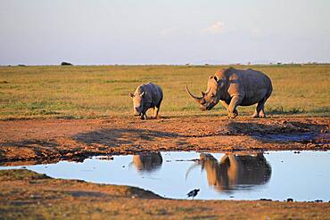 Two white rhinos (Ceratotherium simum) at a waterhole, reflection, Solio Ranch Wildlife Sanctuary, Kenya, Africa