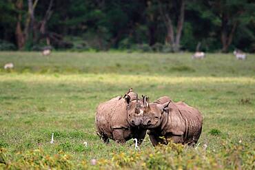 Two black rhinos (Diceros bicornis) grazing, pair, Lake Nakuru, Kenya, Africa