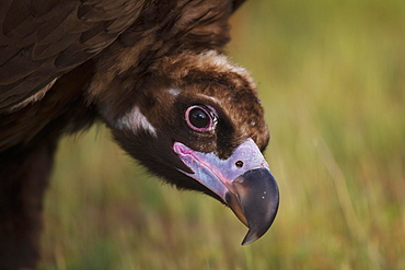 Cinereous vulture (Aegypius monachus) portrait, endangered species, Extremadura, Spain, Europe