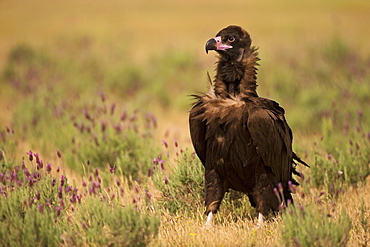 Cinereous vulture (Aegypius monachus) on steppe meadow with crested lavender, endangered species, Extremadura, Spain, Europe