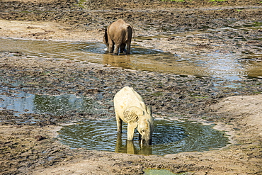 African forest elephants (Loxodonta cyclotis) at Dzanga Bai, Unesco world heritage sight Dzanga-Sangha Special Reserve, Central African Republic, Africa