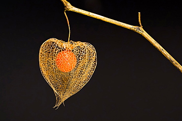 Bladder cherry (Physalis alkekengi), net structure of the calyx and fruit of the Jewish cherry, Hesse, Germany, Europe