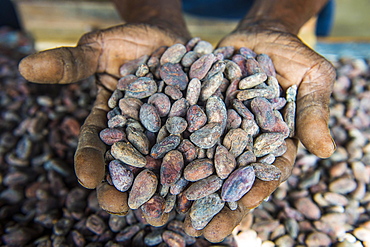 Woman holding cocoa beans in ther hands, Cocoa plantation Roca Aguaize, East coast of Sao Tome, Sao Tome and Principe, Atlantic Ocean, Africa