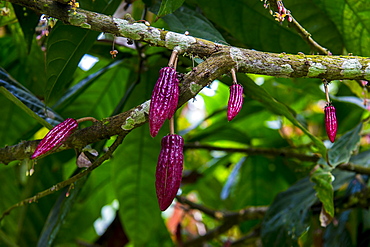 Young cocoa beans, also cacao beans (Theobroma cacao), Plantation Roca Monte Cafe, Sao Tome, Sao Tome and Principe, Atlantic ocean, Africa