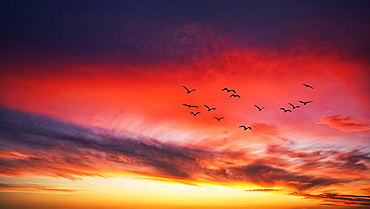 Photomontage, flock of birds flying in front of red clouds in evening sky, silhouettes at sunset