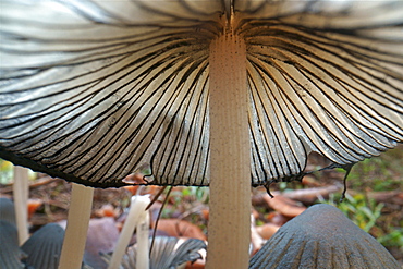 Scheibchentintling (Coprinus plicatilis), Hesse, Germany, Europe