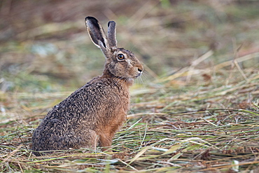 European hare (Lepus europaeus) pricks its ears, Easter hare, mammal, Oldenburg Muensterland, Germany, Europe