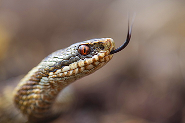 Tongued adder (Vipera berus) in a moor, reptile, poisonous snake, Oldenburger Muensterland, Germany, Europe