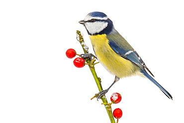 Blue tit (Cyanistes caeruleus) (Syn.: Parus caeruleus) in winter on a branch with red berries, Germany, Europe