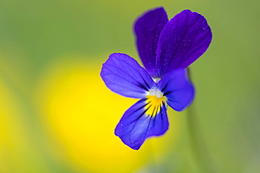 Horned pansy (Viola cornuta) m Borkener Paradies nature reserve, Hudewald, flower, plant, Germany, Europe