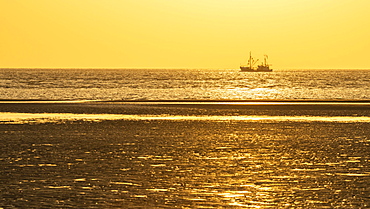 Crab cutter in the mudflats at evening light, sunset on the beach at low tide, Wadden Sea National Park, North Sea, North Frisia, Schleswig-Holstein, Germany, Europe