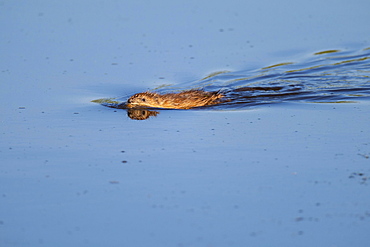 Swimming muskrat (Ondatra zibethicus), Kattinger Watt, Schleswig-Holstein, Germany, Europe