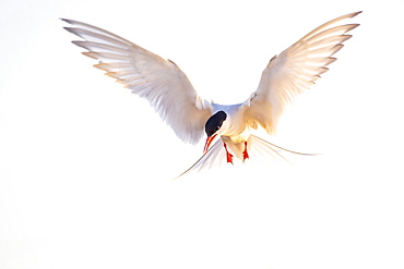 Arctic tern (Sterna paradisaea) in flight, Eidersperrwerk, Toenning, Schleswig-Holstein, Germany, Europe