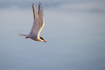 Arctic tern (Sterna paradisaea) in flight, Eidersperrwerk, Toenning, Schleswig-Holstein, Germany, Europe