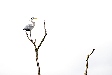 Grey heron (Ardea cinerea), sitting on a scrawny tree, Vorarlberg, Austria, Europe