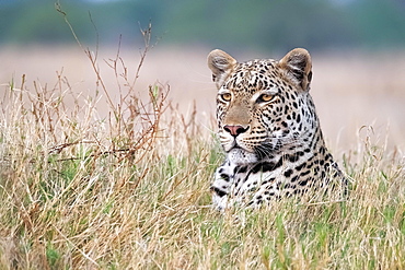 African leopard (Panthera pardus) portrait in the Okavango Delta, Botswana, Africa