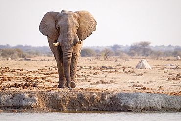 African elephant (Loxodonta africana) at a waterhole in Nxai Pan National Park, Botswana, Africa