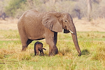 African elephant (Loxodonta africana) mother and calf walk through grassland in the Okavango Delta in Botswana