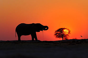 African elephant (Loxodonta africana) drinking water at sunset in Nxai National Park, Botswana, Africa