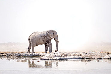 African elephant (Loxodonta africana) at a waterhole in Nxai Pan National Park, Botswana, Africa