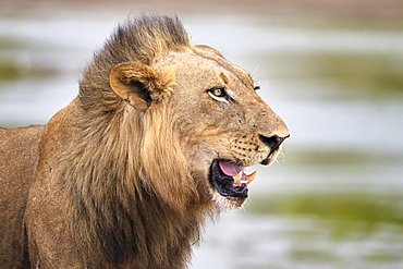 Lion (Panthera leo) profile in South Luangwa National Park, Zambia, Africa