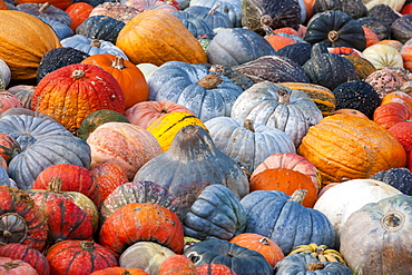 Many different pumpkins (Cucurbita) and varieties, Baden-Wuerttemberg, Germany, Europe