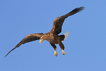 White-tailed eagle (Haliaeetus albicilla) on approach, Akan Crane Center, Kushiro, Hokkaido, Japan, Asia