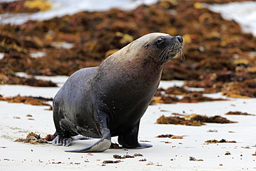 Australian sea lion (Neophoca cinerea), adult, male, on beach, running, Seal Bay Conservation Park, Kangaroo Island, South Australia, Australia, Oceania