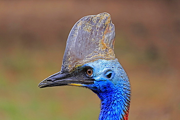 Double-wattled cassowary (Casuarius casuarius), adult, portrait, Australia, Oceania